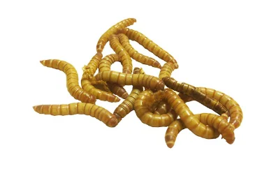 feederspetsupply202606021643382059908