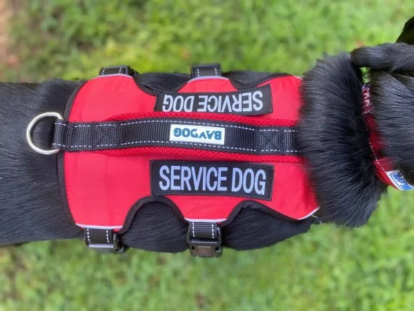 petnation202606021711542071246